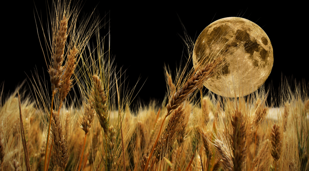 the harvest moon